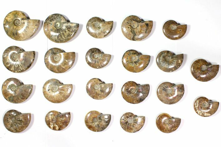 Lot: - Polished Whole Ammonite Fossils - Pieces #116659